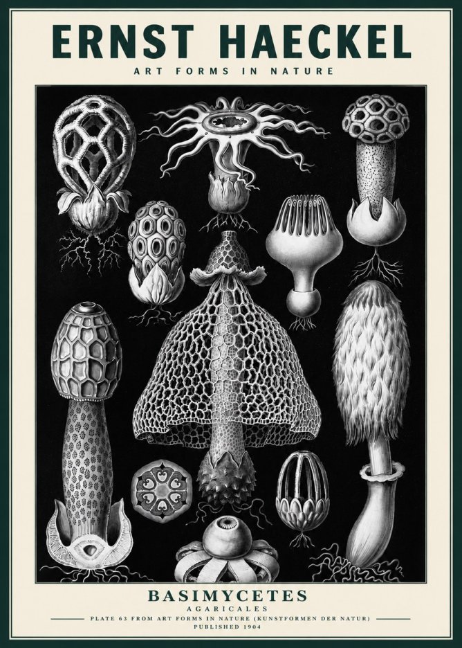 Ernst Haeckel Basimycetes Agaricales No3 - Póster