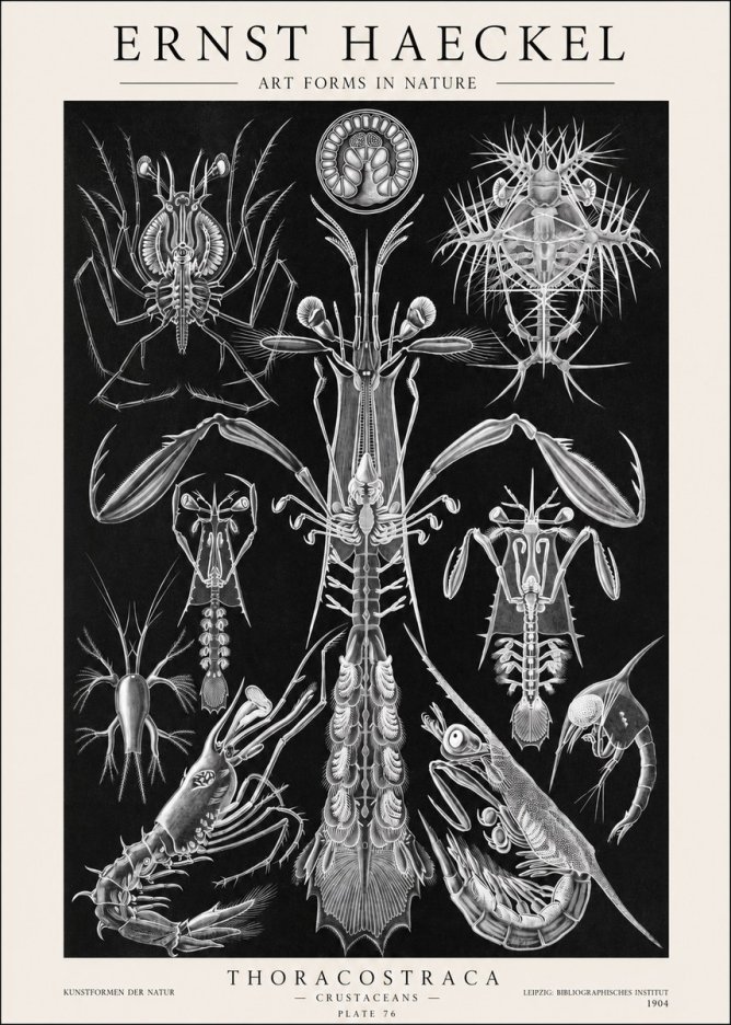 Ernst Haeckel Thoraocostraca - Crustaceans - Plate 76 No1 - Póster