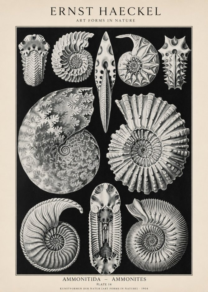 Ernst Haeckel Ammonitida - Ammonites No1 - Póster