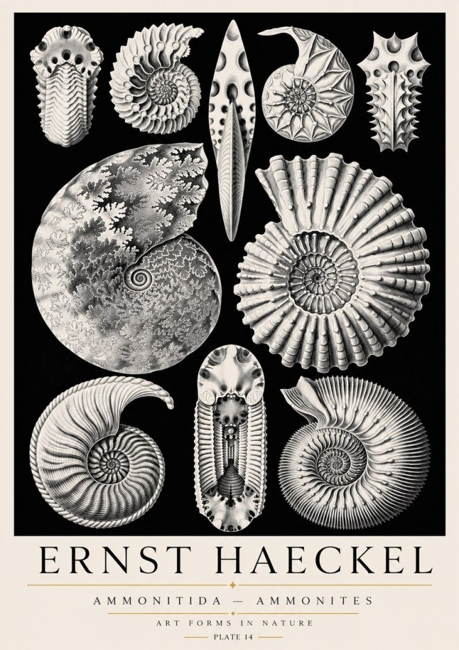 Ernst Haeckel Ammonitida - Ammonites No3 - Póster