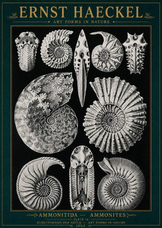 Ernst Haeckel Ammonitida - Ammonites No4 - Póster