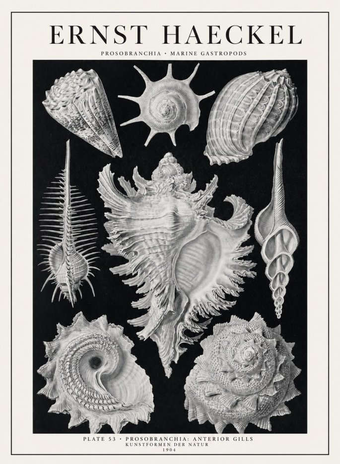 Ernst Haeckel Prosobranchia - Marine Gastropods No1 - Póster