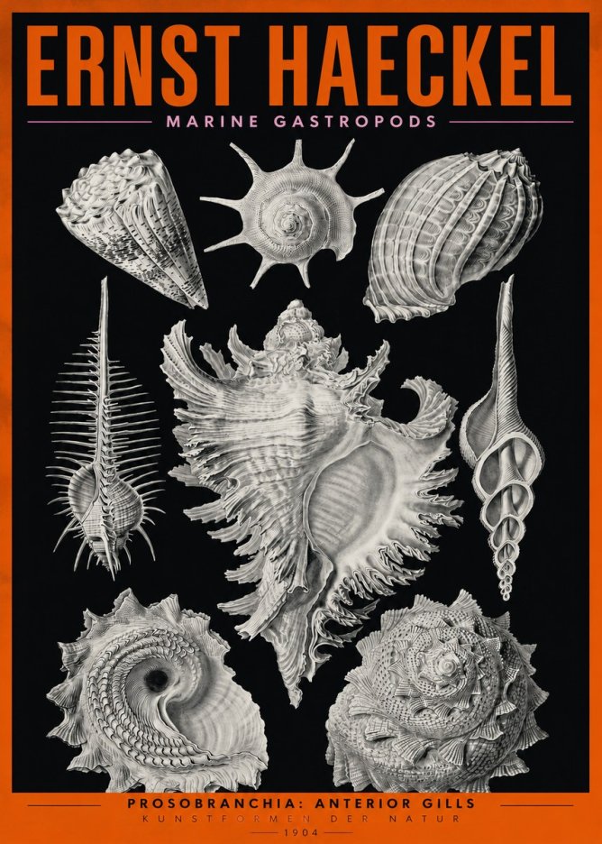 Ernst Haeckel Prosobranchia - Marine Gastropods No2 - Póster
