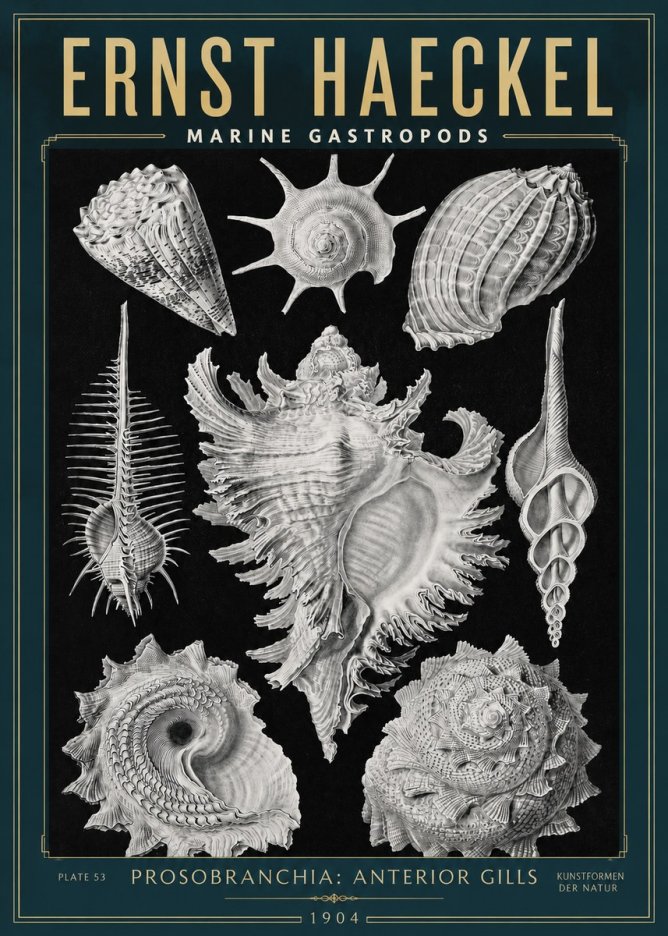 Ernst Haeckel Prosobranchia - Marine Gastropods No3 - Póster