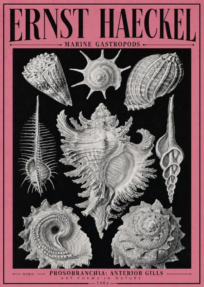 Ernst Haeckel Prosobranchia - Marine Gastropods No4 - Póster