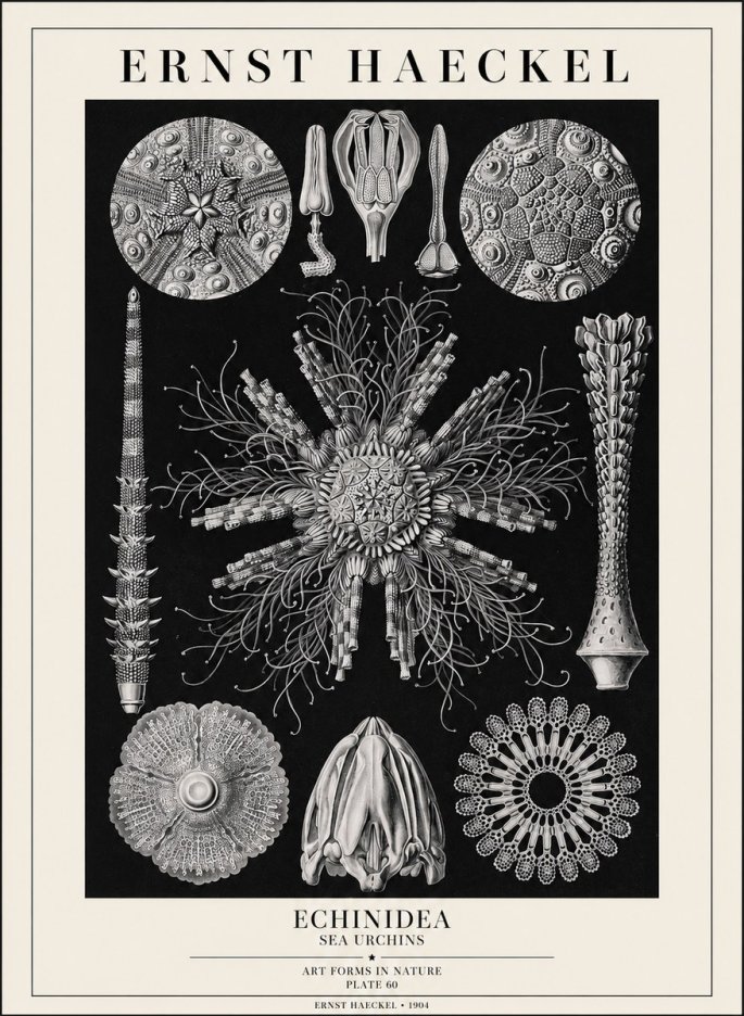 Ernst Haeckel Echinidea Sea Urchins No1 - Póster