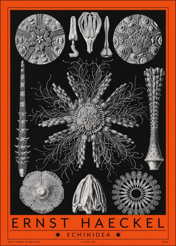 Ernst Haeckel Echinidea Sea Urchins No2 - Póster