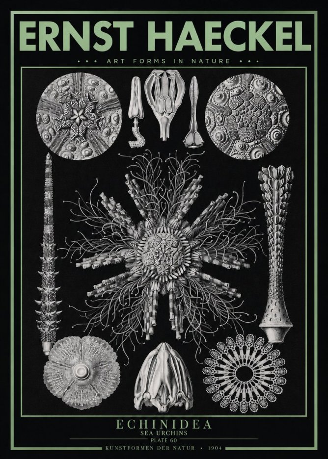 Ernst Haeckel Echinidea Sea Urchins No3 - Póster