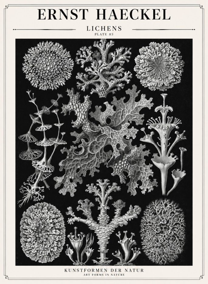 Ernst Haeckel Lichens - Plate 83 No1 - Póster