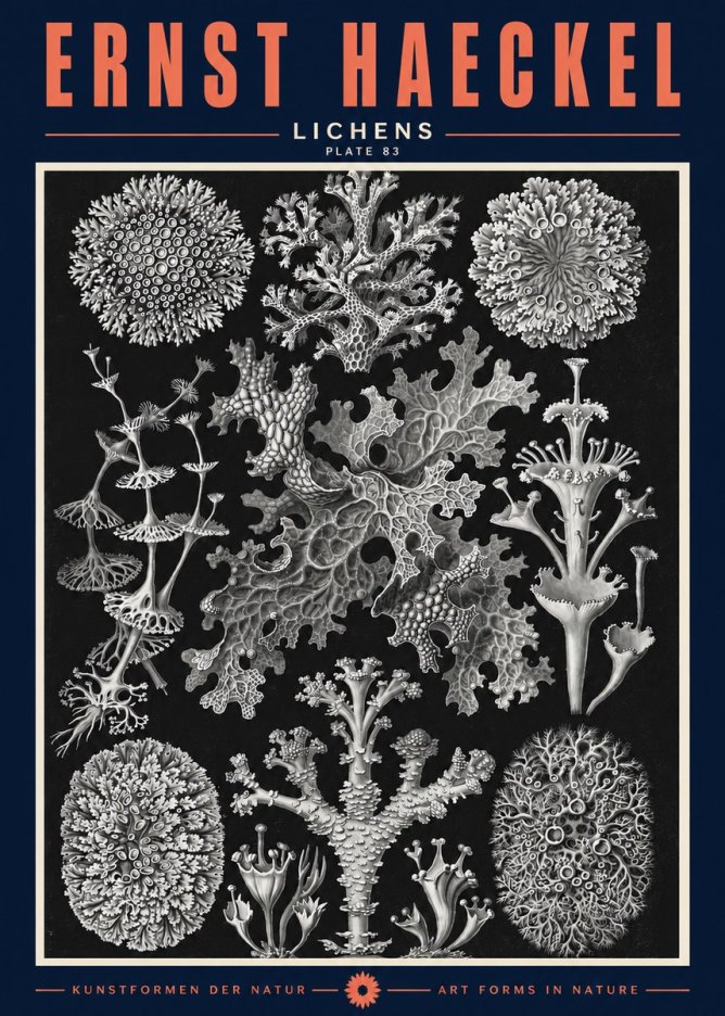 Ernst Haeckel Lichens - Plate 83 No2 - Póster
