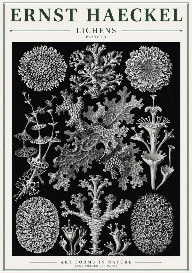 Ernst Haeckel Lichens - Plate 83 No3 - Póster