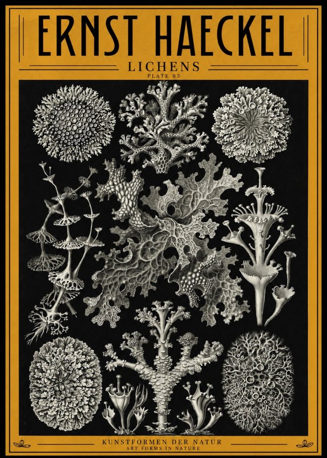 Ernst Haeckel Lichens - Plate 83 No4 - Póster