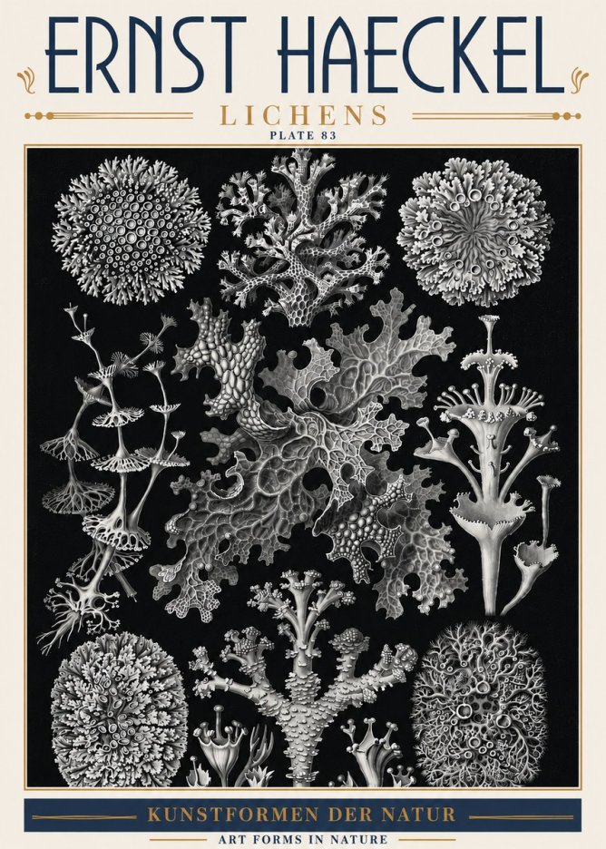 Ernst Haeckel Lichens - Plate 83 No6 - Póster