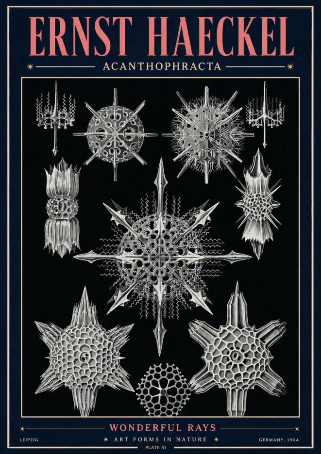 Ernst Haeckel Acanthophracta - Wonderful Rays No4 - Póster
