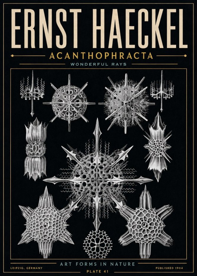 Ernst Haeckel Acanthophracta - Wonderful Rays No6 - Póster