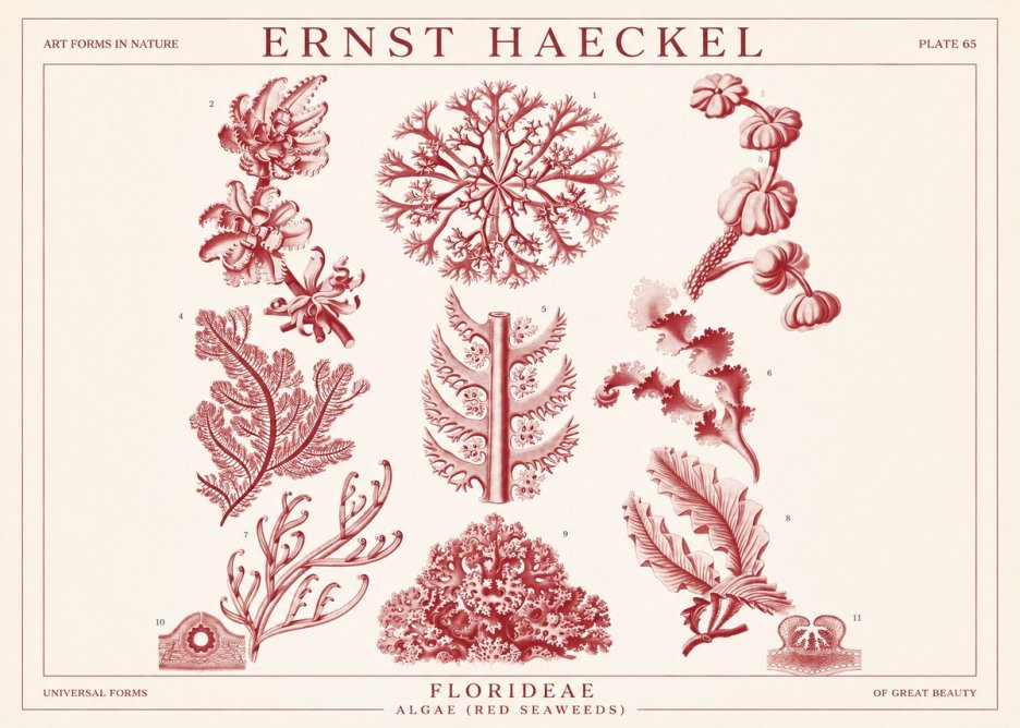 Ernst Haeckel Florideae (Red Seaweeds) No1 - Póster