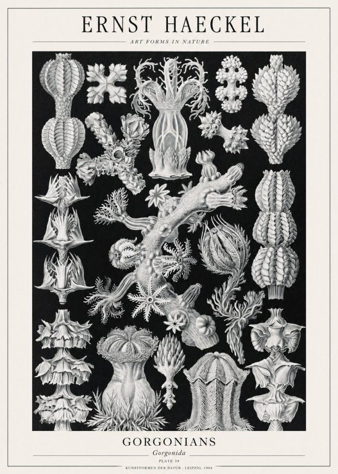 Ernst Haeckel Gorgonians No1 - Póster