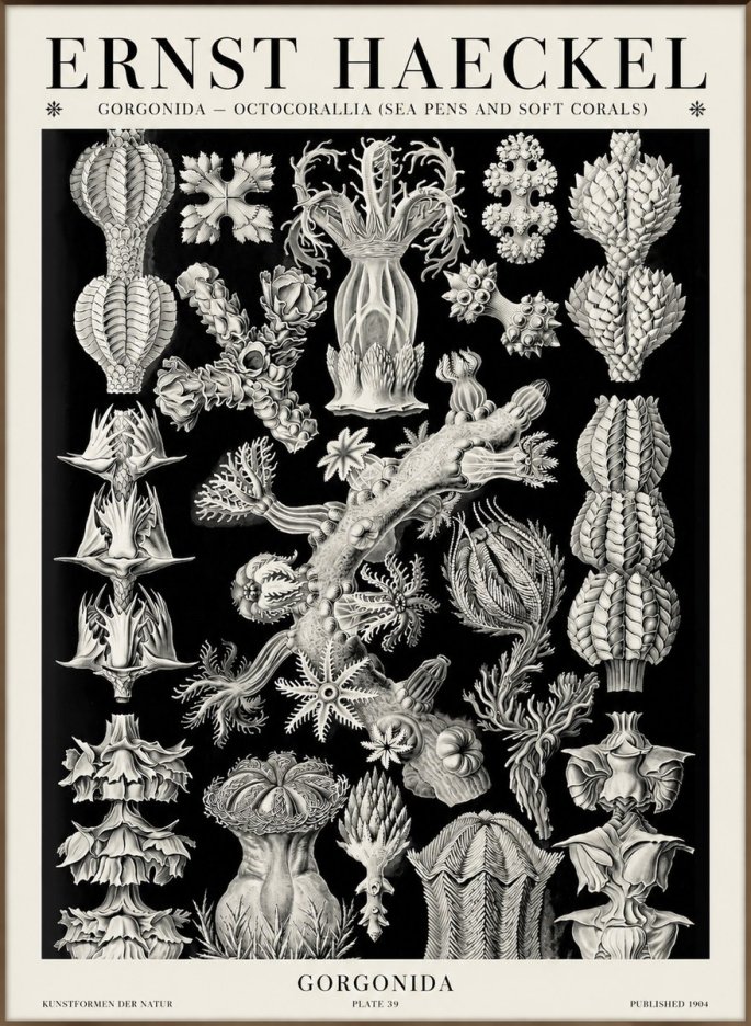 Ernst Haeckel Gorgonians No6 - Póster