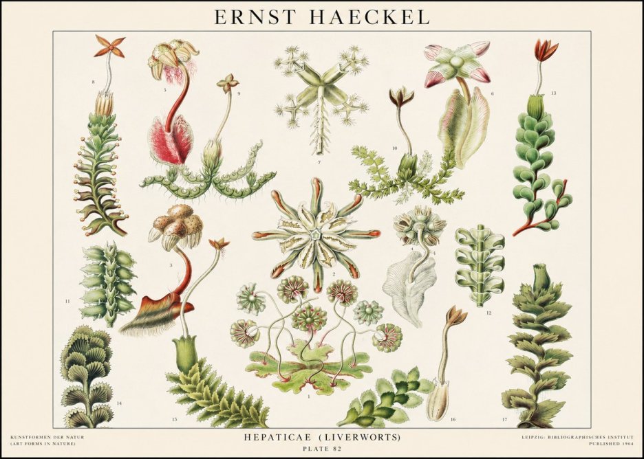 Ernst Haeckel Hepaticae (Liverworts) - Plate 82 No1 - Póster