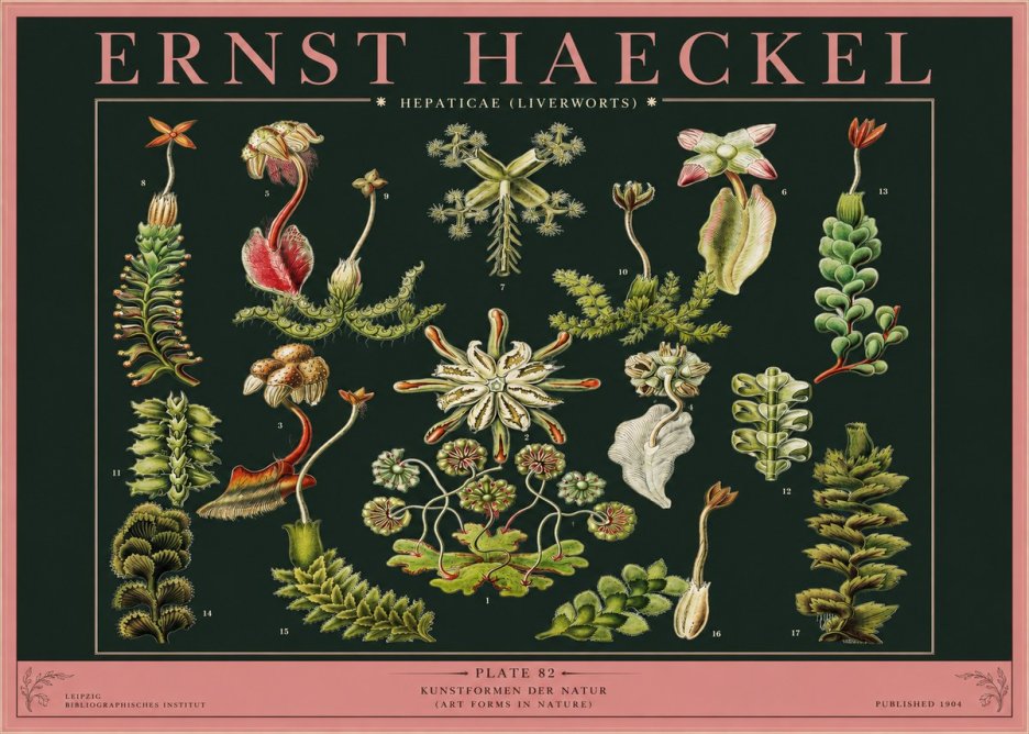Ernst Haeckel Hepaticae (Liverworts) - Plate 82 No2 - Póster