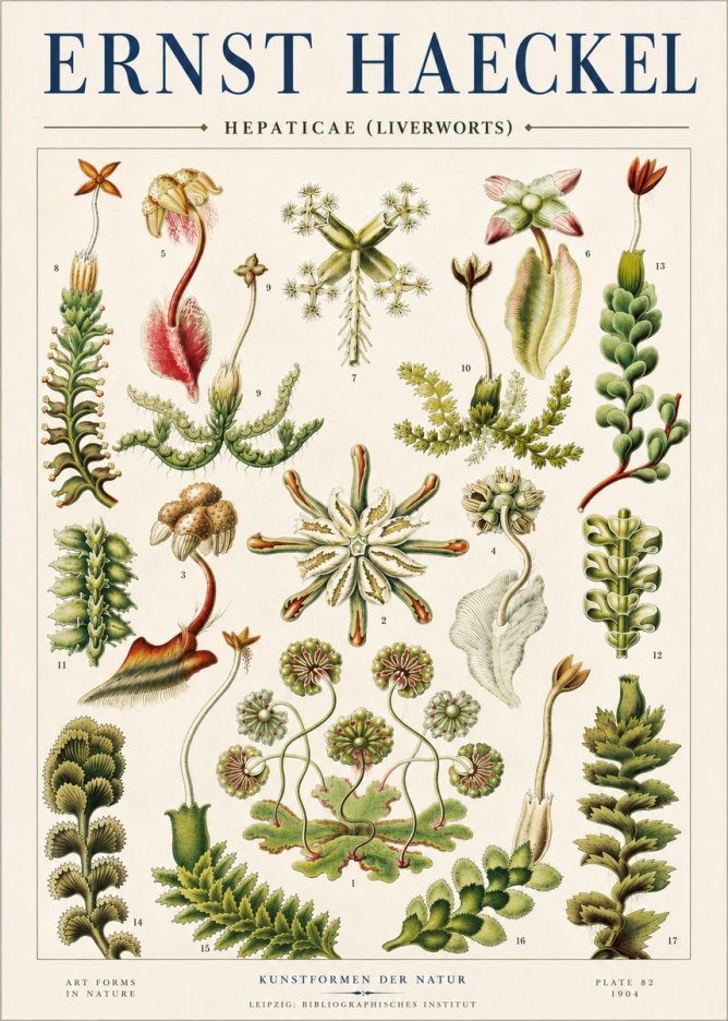 Ernst Haeckel Hepaticae (Liverworts) - Plate 82 No4 - Póster
