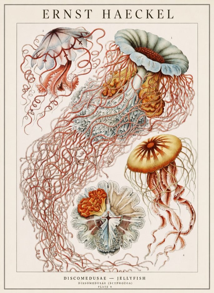 Ernst Haeckel Discomedusae — Jellyfish No1 - Póster