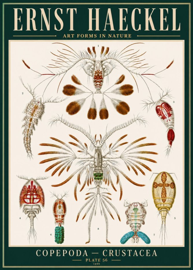 Ernst Haeckel Copepoda — Crustacea Plate 56 No4 - Póster