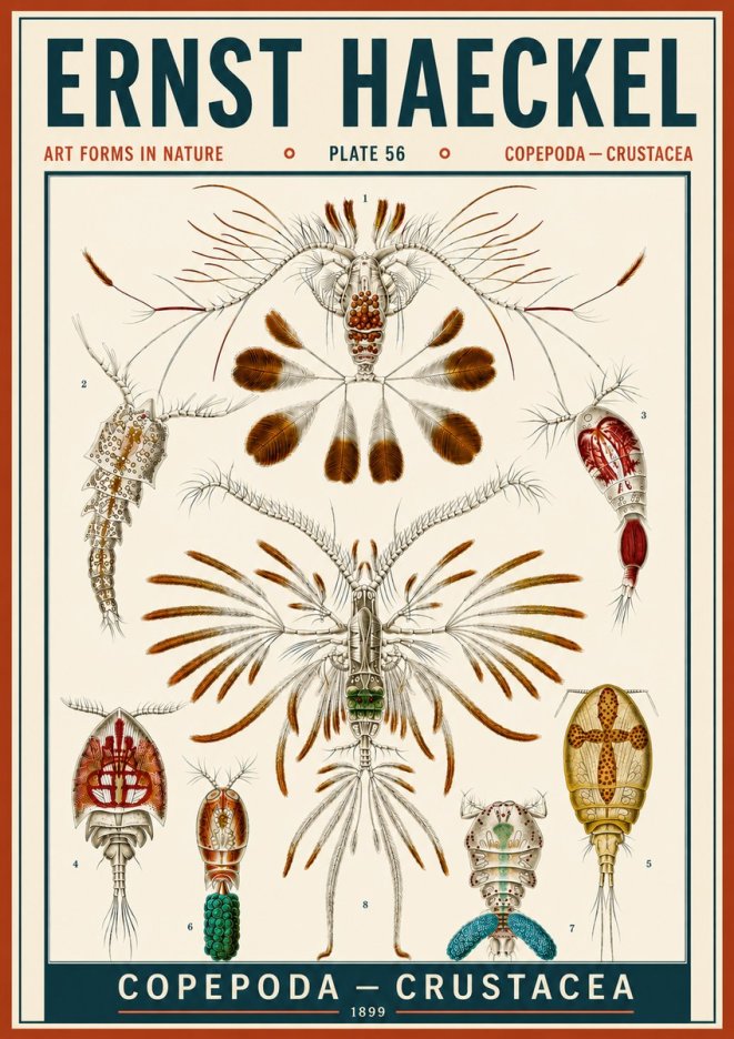Ernst Haeckel Copepoda — Crustacea Plate 56 No6 - Póster