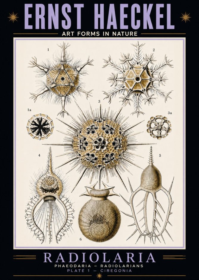 Ernst Haeckel Radiolaria - Plate 1 - Ciregonia No5 - Póster