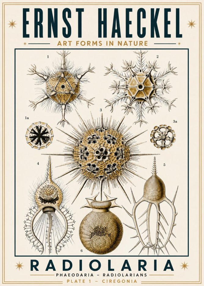 Ernst Haeckel Radiolaria - Plate 1 - Ciregonia No6 - Póster
