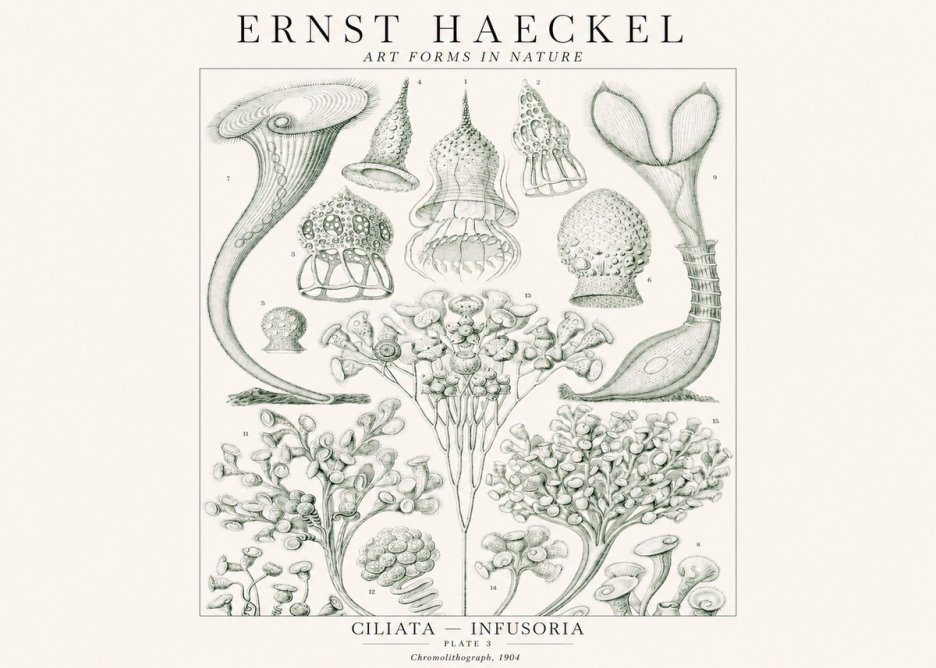 Ernst Haeckel Ciliata - Infusoria - Plate 3 No1 - Póster