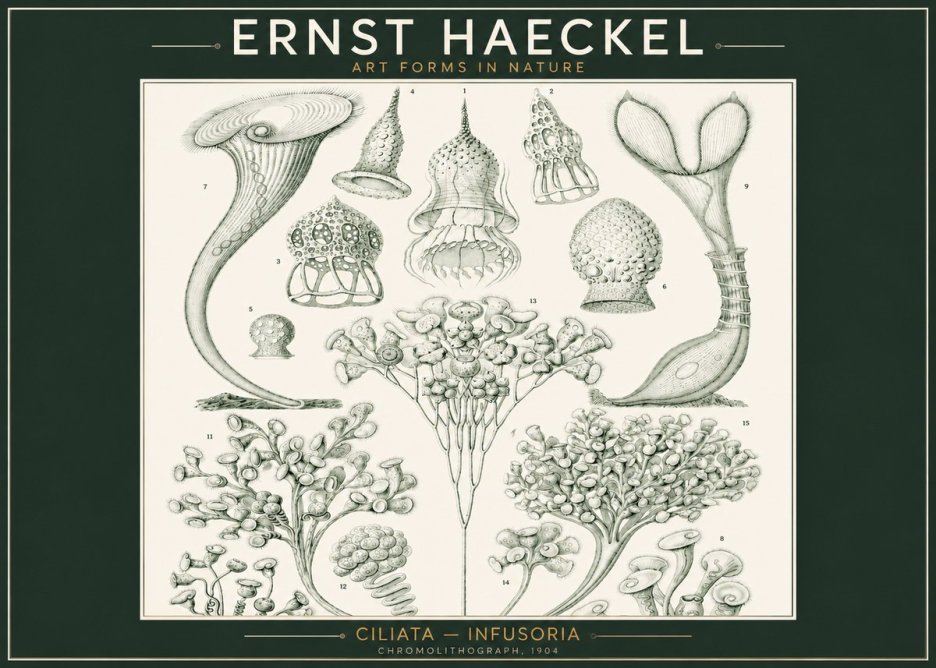Ernst Haeckel Ciliata - Infusoria - Plate 3 No2 - Póster