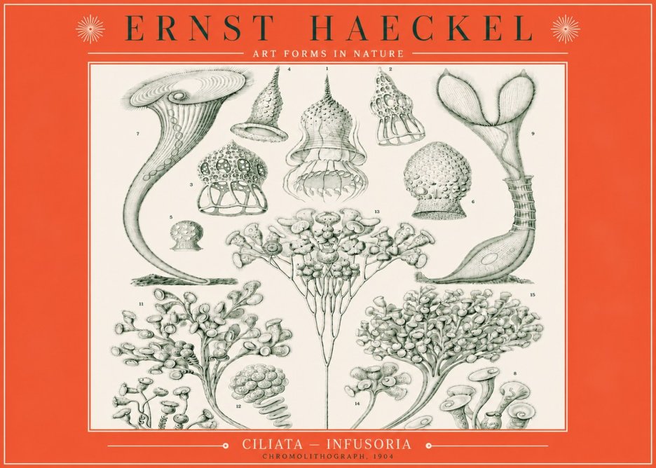 Ernst Haeckel Ciliata - Infusoria - Plate 3 No3 - Póster