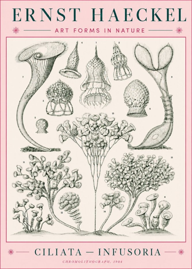 Ernst Haeckel Ciliata - Infusoria - Plate 3 No5 - Póster