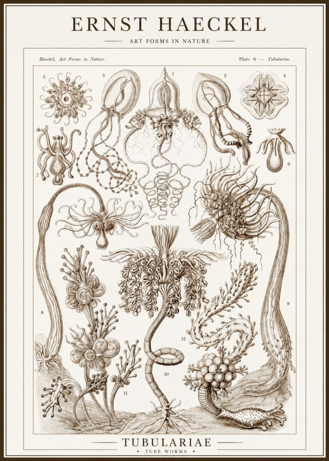 Ernst Haeckel Tubulariae No1 - Póster