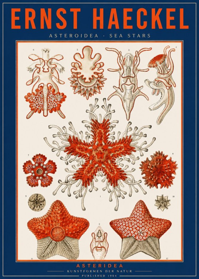 Ernst Haeckel Asteroidea. Sea Stars No2 - Póster