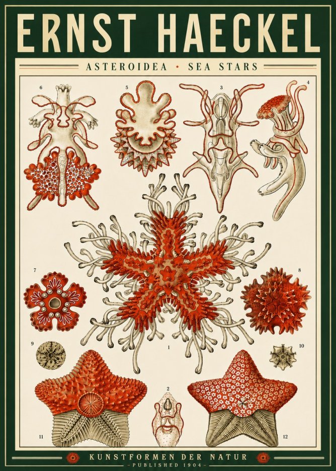 Ernst Haeckel Asteroidea. Sea Stars No4 - Póster