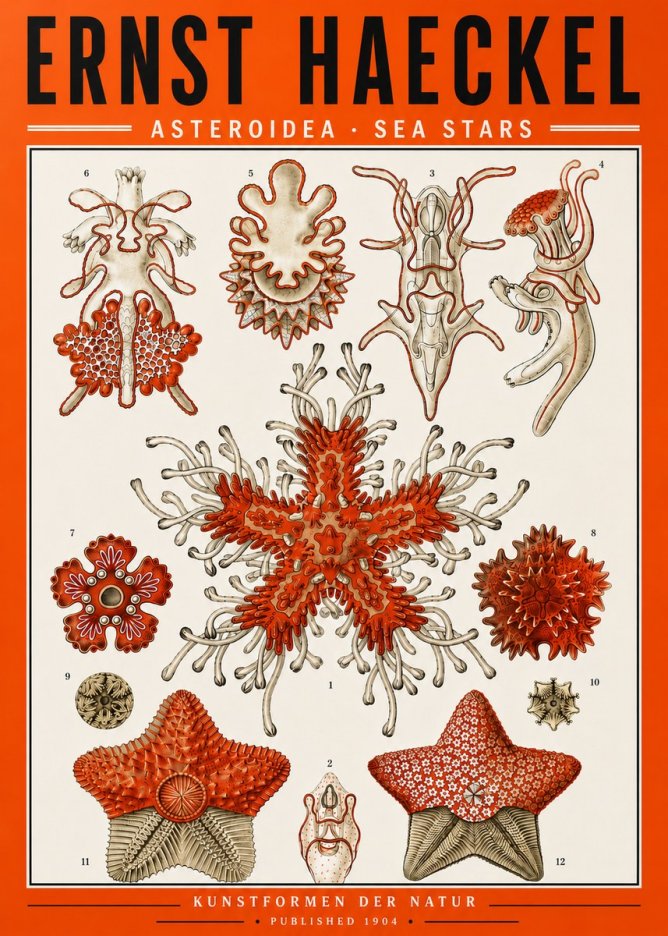 Ernst Haeckel Asteroidea. Sea Stars No5 - Póster