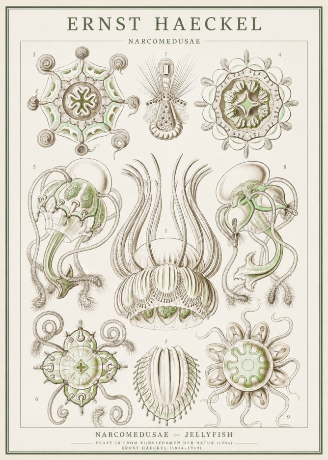 Ernst Haeckel Narcomedusae - Jellyfish No1 - Póster
