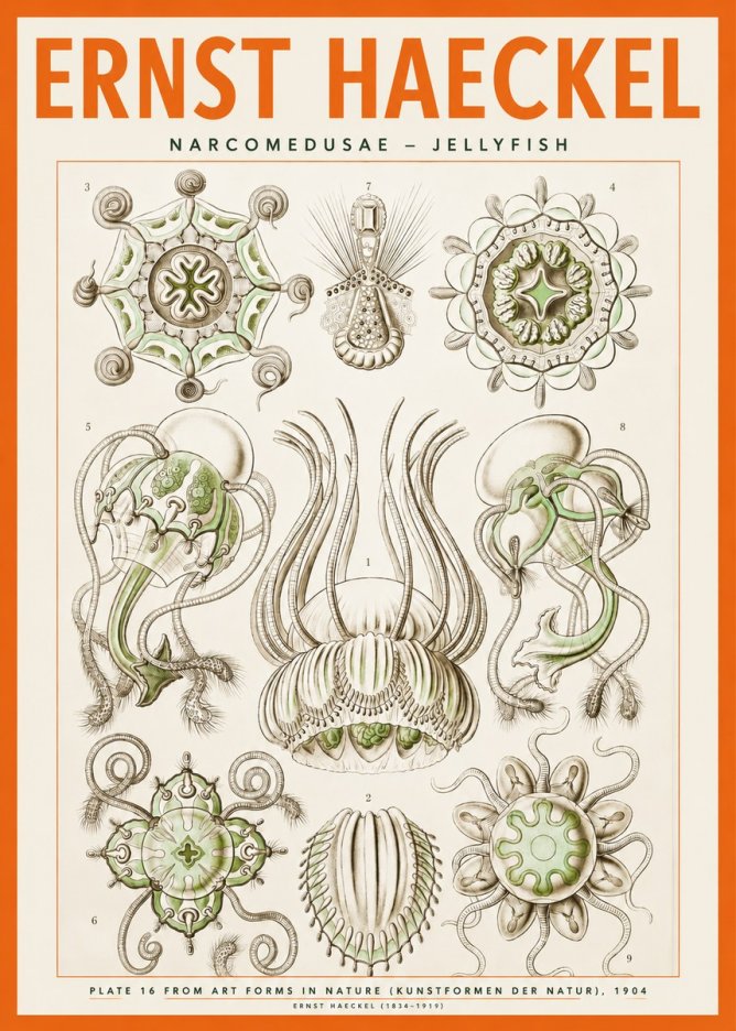 Ernst Haeckel Narcomedusae - Jellyfish No2 - Póster