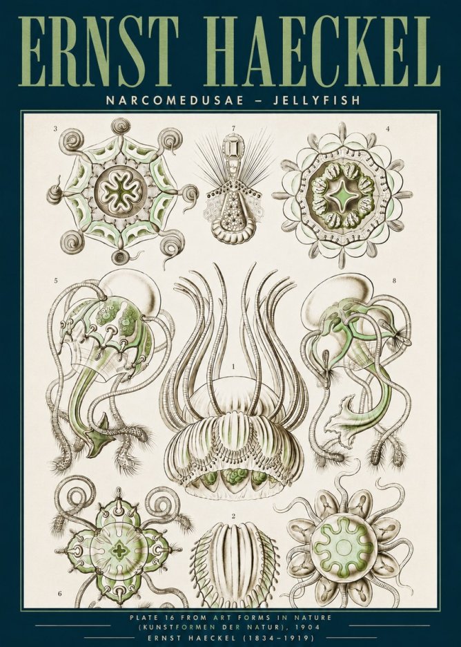 Ernst Haeckel Narcomedusae - Jellyfish No3 - Póster