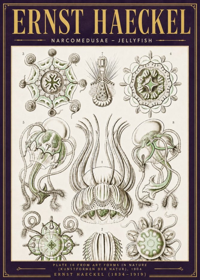 Ernst Haeckel Narcomedusae - Jellyfish No6 - Póster
