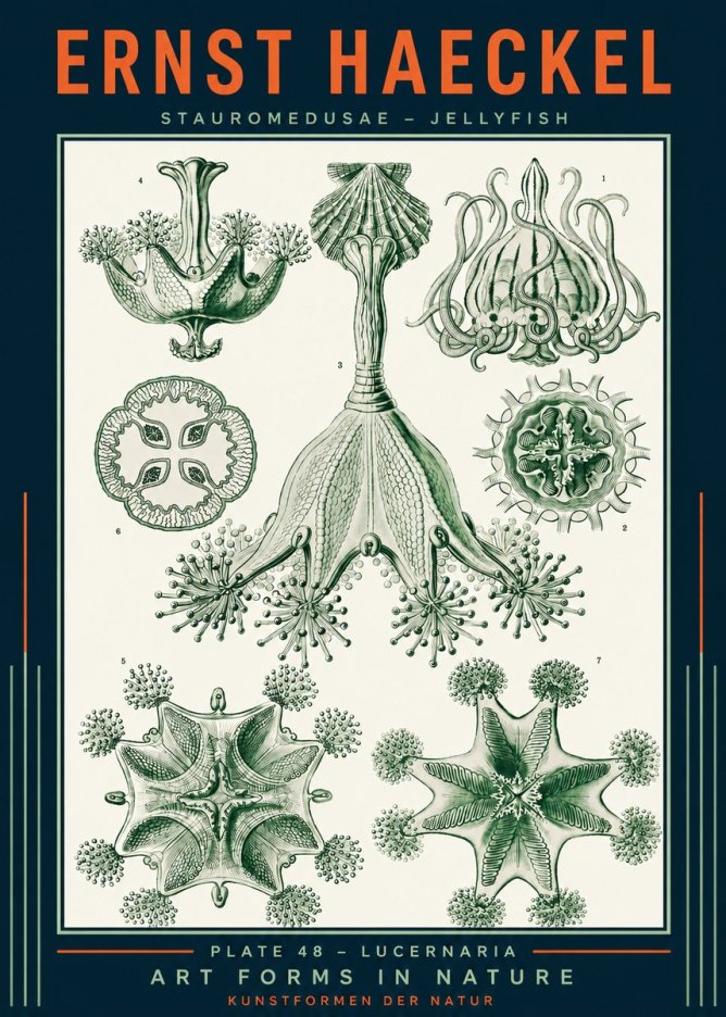 Ernst Haeckel Stauromedusae – Jellyfish No2 - Póster