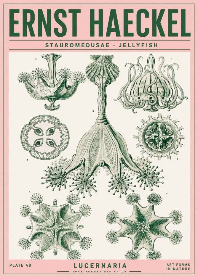 Ernst Haeckel Stauromedusae – Jellyfish No4 - Póster