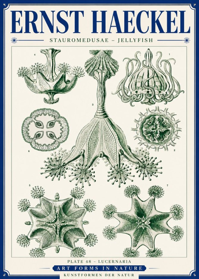 Ernst Haeckel Stauromedusae – Jellyfish No6 - Póster
