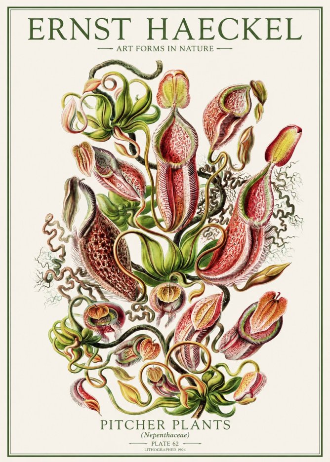 Ernst Haeckel Pitcher Plants No1 - Póster