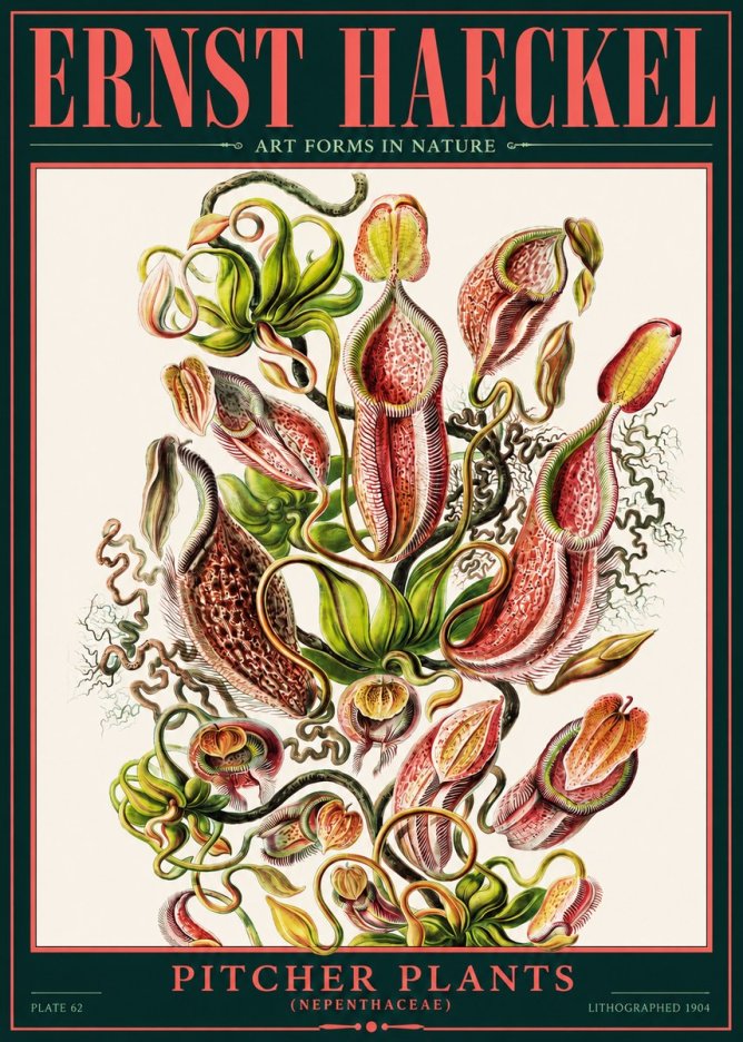 Ernst Haeckel Pitcher Plants No2 - Póster