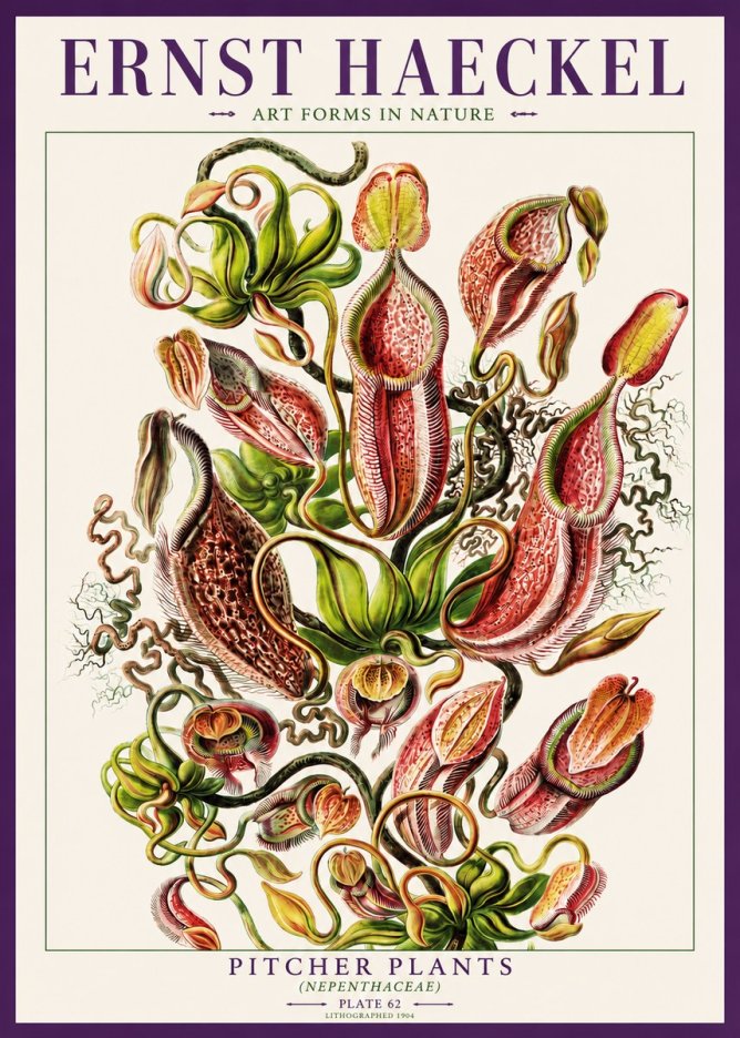 Ernst Haeckel Pitcher Plants No3 - Póster