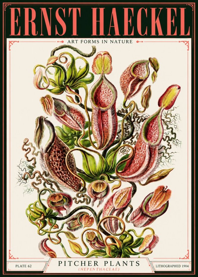 Ernst Haeckel Pitcher Plants No4 - Póster