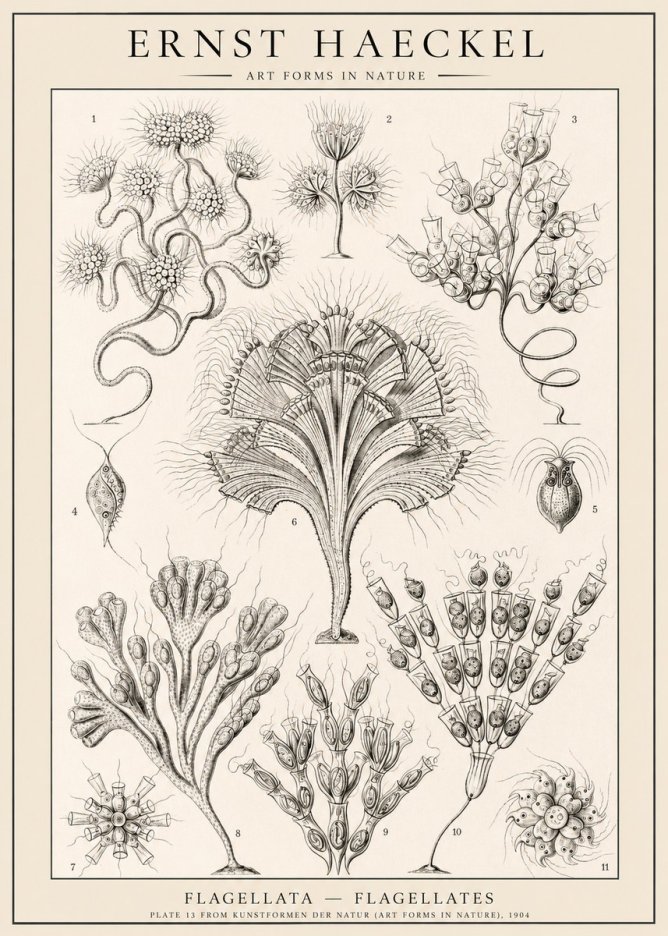 Ernst Haeckel Flagellata - Flagellates No1 - Póster